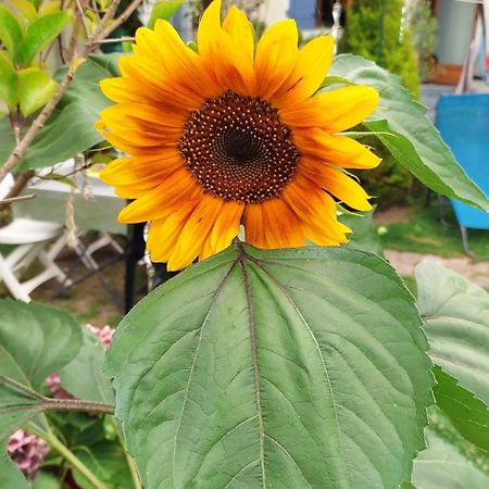 Un Deux Pieces Et Un Jardin A Villejuif Zewnętrze zdjęcie