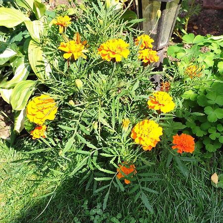 Un Deux Pieces Et Un Jardin A Villejuif Zewnętrze zdjęcie