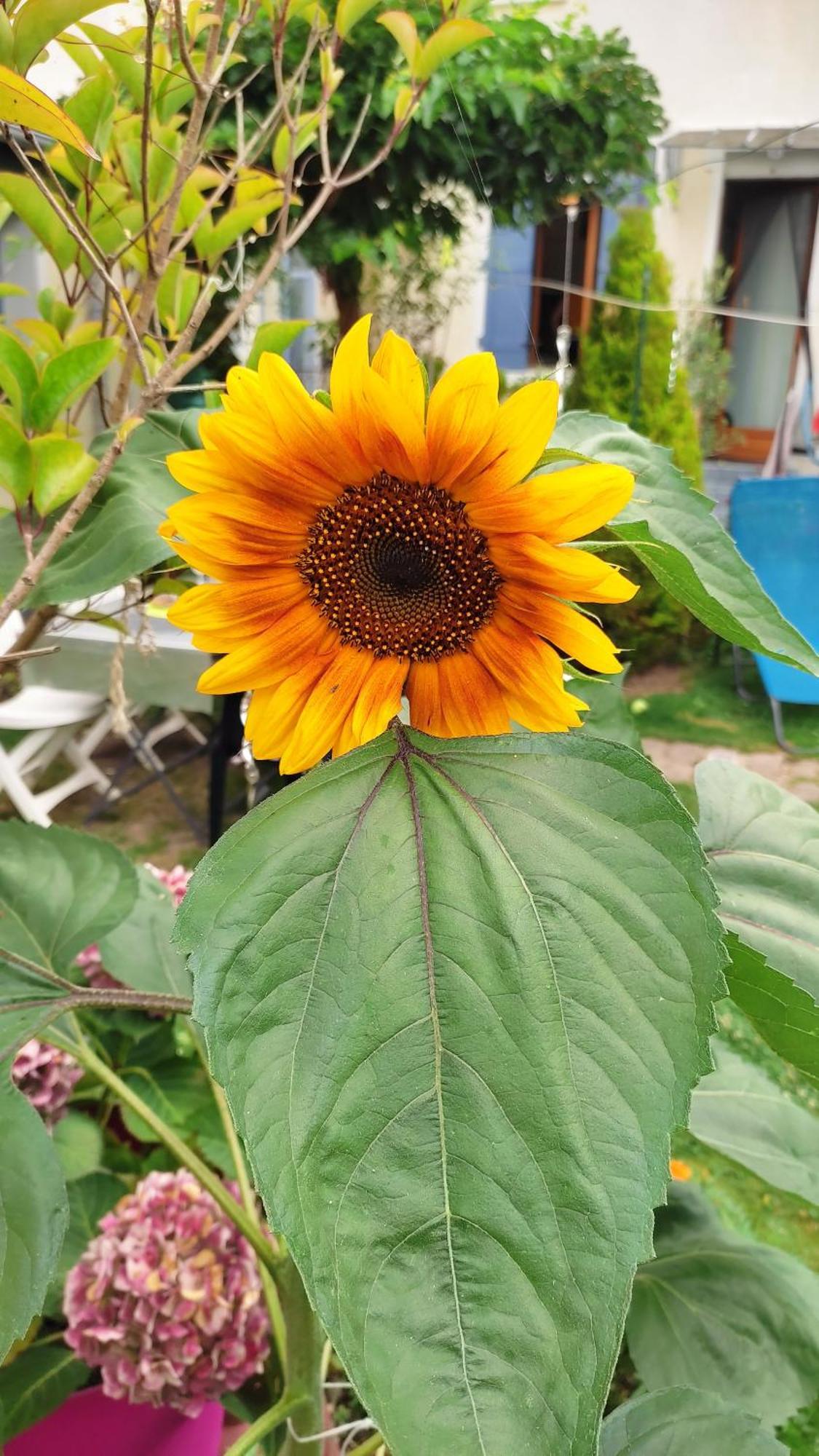 Un Deux Pieces Et Un Jardin A Villejuif Zewnętrze zdjęcie