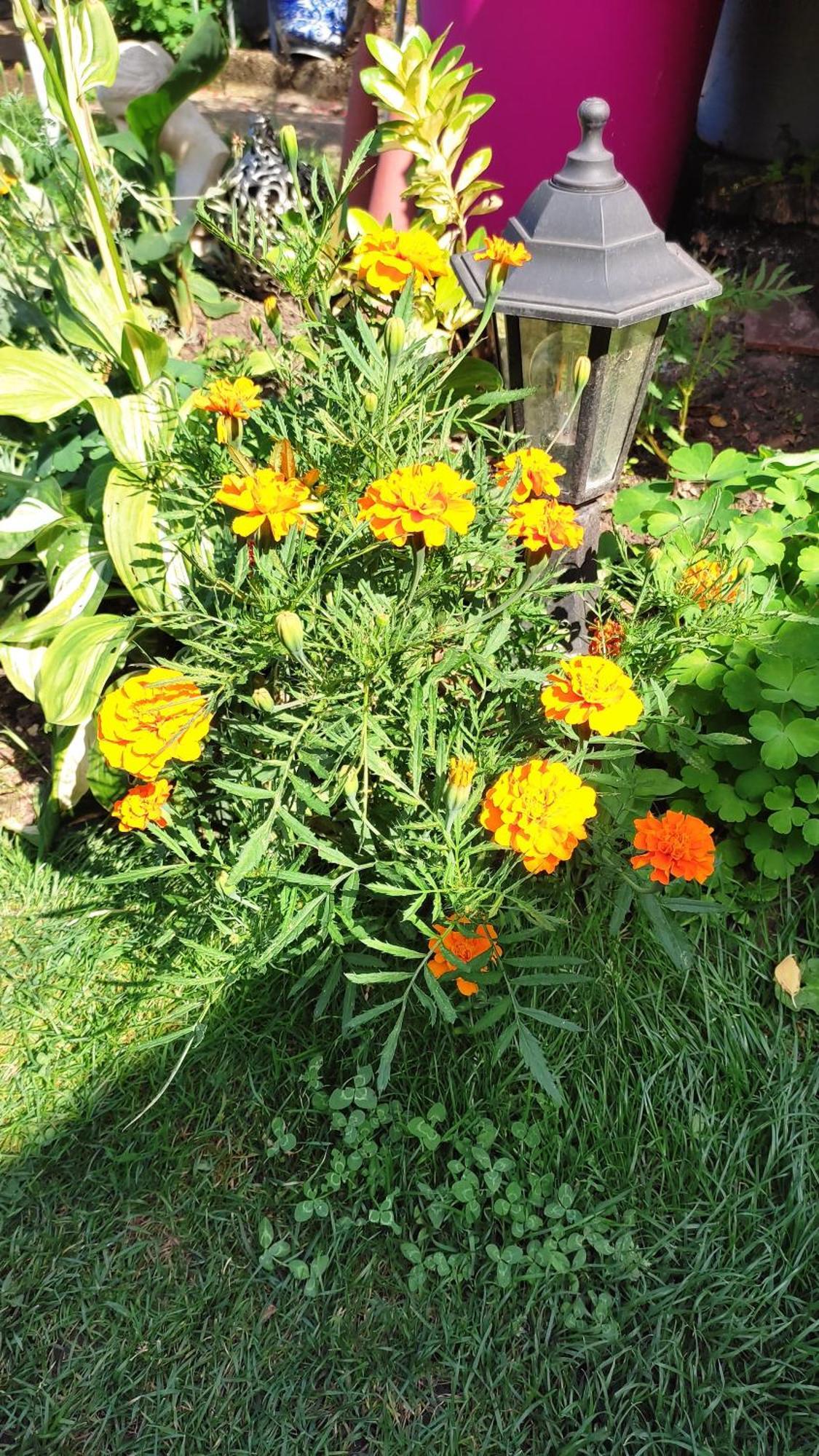Un Deux Pieces Et Un Jardin A Villejuif Zewnętrze zdjęcie